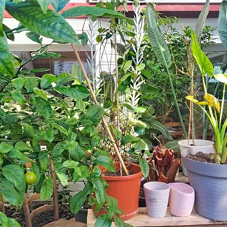 Le Paradis Des Fleurs By Interhome * Agon-Coutainville